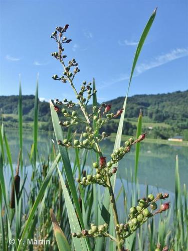 <i>Scrophularia auriculata </i>L., 1753 subsp.<i> auriculata</i> © 