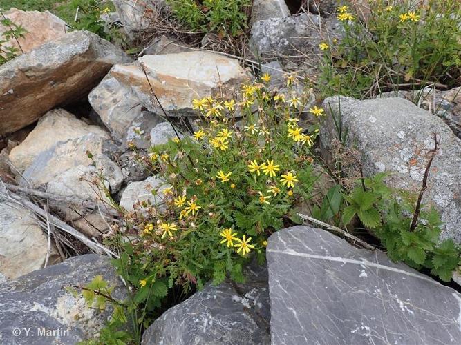 <i>Senecio squalidus </i>subsp.<i> rupestris</i> (Waldst. & Kit.) Greuter, 2005 © 