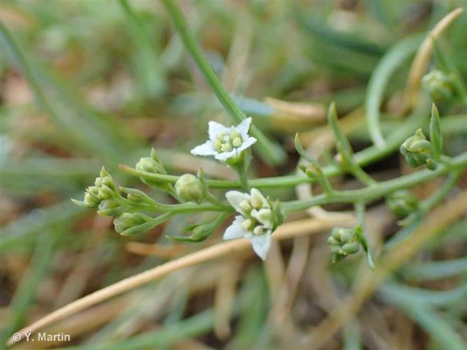 <i>Thesium humifusum </i>DC., 1815 subsp.<i> humifusum</i> © 