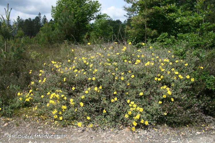 <i>Cistus lasianthus </i>subsp.<i> alyssoides</i> (Lam.) Demoly, 2006 © R. Dupré MNHN/CBNBP