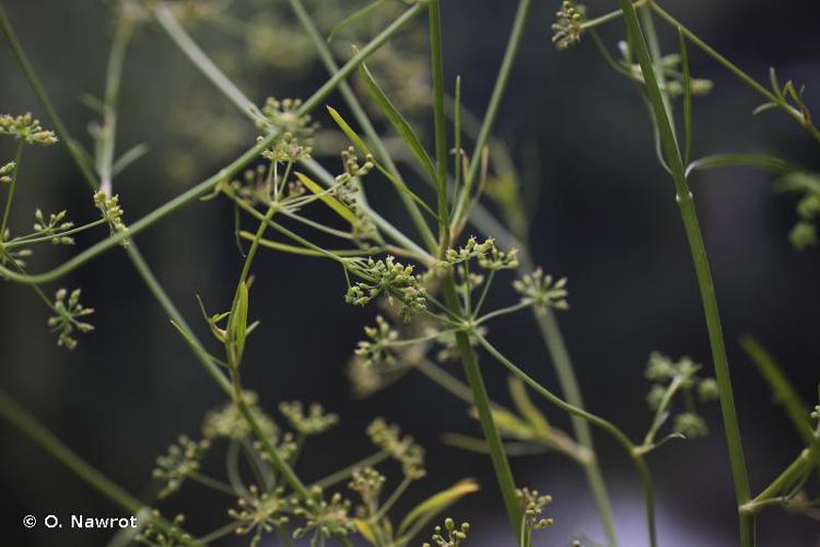 <i>Petroselinum crispum </i>(Mill.) Fuss, 1866 subsp.<i> crispum</i> © O. Nawrot