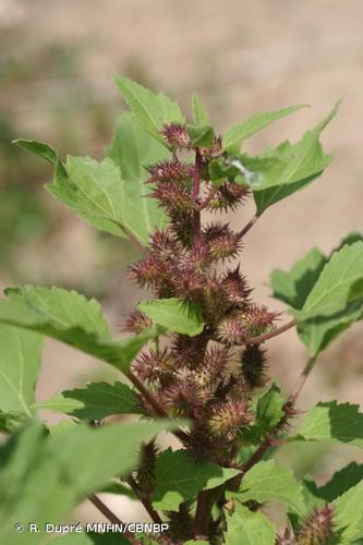 <i>Xanthium orientale </i>subsp.<i> italicum</i> (Moretti) Greuter, 2003 © R. Dupré MNHN/CBNBP