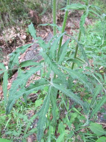 <i>Heracleum sphondylium </i>L., 1753 var.<i> sphondylium</i> © H. Tinguy