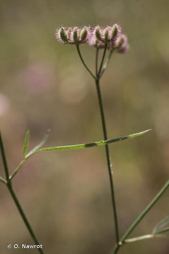 <i>Torilis africana </i>var.<i> heterophylla</i> (Guss.) Reduron, 2008 © O. Nawrot