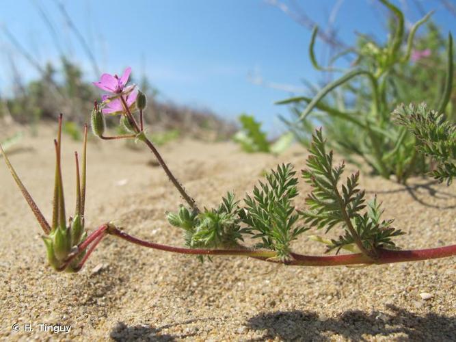 <i>Erodium cicutarium </i>subsp.<i> bipinnatum</i> Tourlet, 1908 &copy; H. Tinguy
