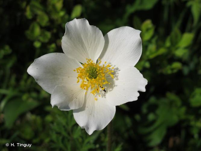 <i>Pulsatilla alpina </i>(L.) Delarbre, 1800 subsp.<i> alpina</i> © H. Tinguy