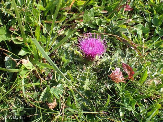 <i>Cirsium acaulon</i> (L.) Scop., 1769 © 