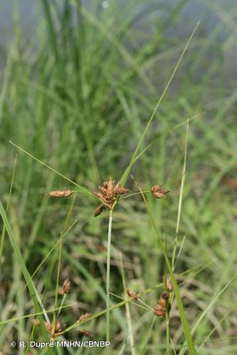 <i>Bolboschoenus laticarpus</i> Marhold, Hroudová, Ducháček & Zákr., 2004 © R. Dupré MNHN/CBNBP