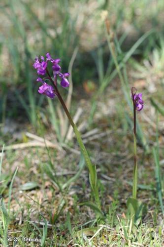 <i>Anacamptis morio </i>subsp.<i> picta</i> (Loisel.) Jacquet & Scappat., 2003 © O. Debré