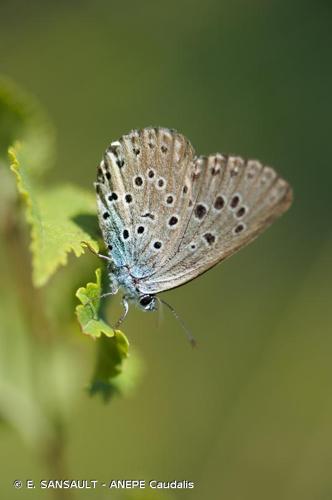 <i>Phengaris arion</i> (Linnaeus, 1758) © E. SANSAULT - ANEPE Caudalis