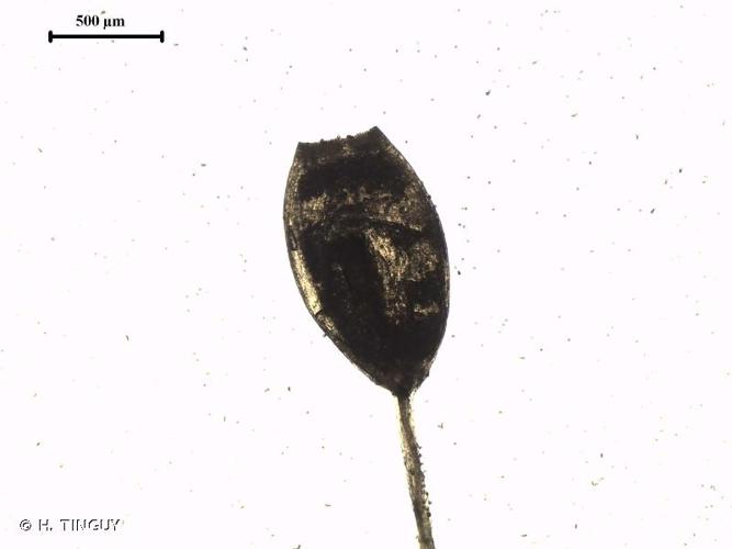 <i>Weissia condensa</i> (Voit) Lindb., 1863 © H. TINGUY