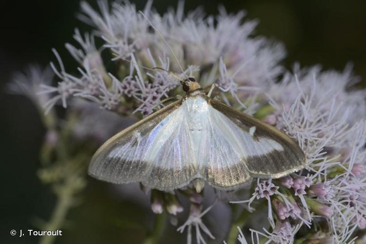 <i>Cydalima perspectalis</i> (Walker, 1859) © J. Touroult