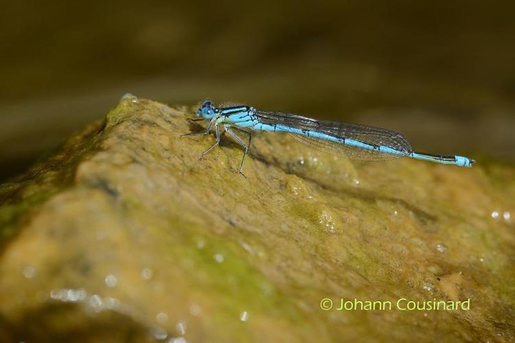 <i>Erythromma lindenii</i> (Selys, 1840) © Johann Cousinard