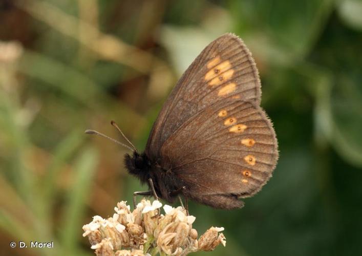 <i>Erebia alberganus</i> (Prunner, 1798) © D. Morel