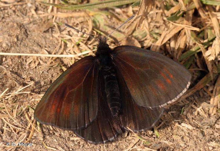 <i>Erebia pluto</i> (Prunner, 1798) © D. Morel