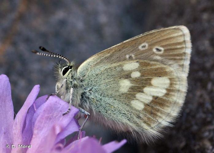 <i>Agriades orbitulus</i> (Prunner, 1798) © D. Morel