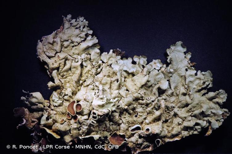 <i>Xanthoparmelia tinctina</i> (Maheu & A.Gillet) Hale, 1974 © R. Poncet - LPR Corse - MNHN, CdC, OFB