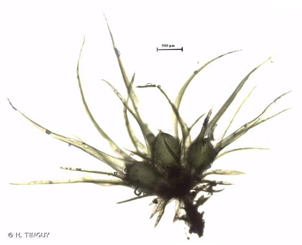 <i>Weissia longifolia</i> Mitt., 1851 © H. TINGUY