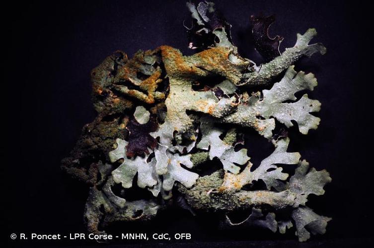 <i>Parmelia submontana</i> Hale, 1987 © R. Poncet - LPR Corse - MNHN, CdC, OFB