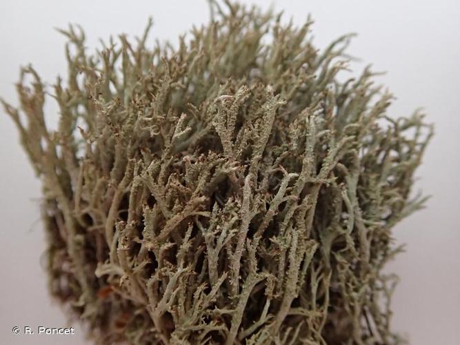 <i>Cladonia scabriuscula</i> (Delise) Nyl., 1875 © R. Poncet