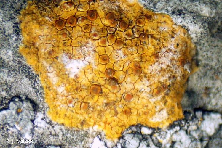 <i>Caloplaca placidia</i> (A.Massal.) J.Steiner, 1916 &copy; J. Vallade