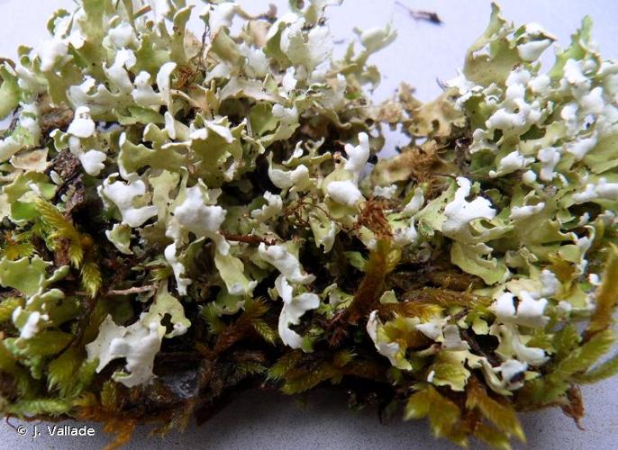 <i>Cladonia foliacea</i> (Huds.) Willd., 1787 © J. Vallade