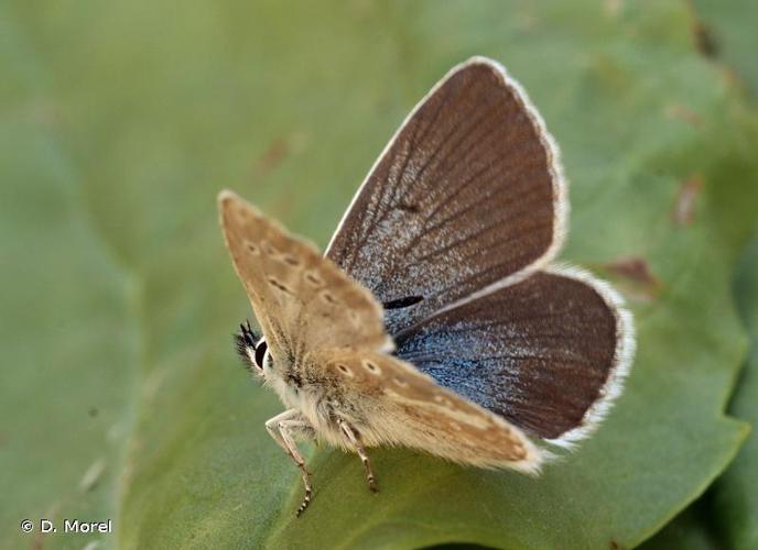 <i>Aricia nicias</i> (Meigen, 1829) © D. Morel