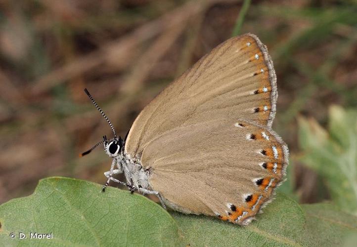 <i>Laeosopis roboris</i> (Esper, 1793) © D. Morel