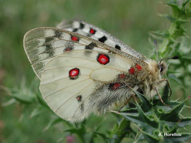 <i>Parnassius corybas</i> Fischer de Waldheim, 1823 © A. Horellou