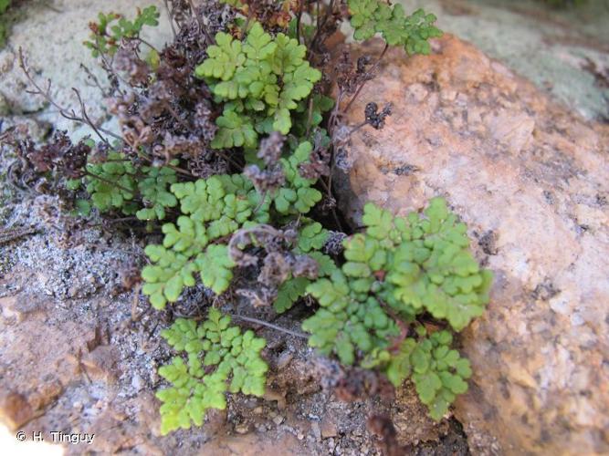 <i>Oeosporangium tinaei</i> (Tod.) Fraser-Jenk., 2017 © H. Tinguy