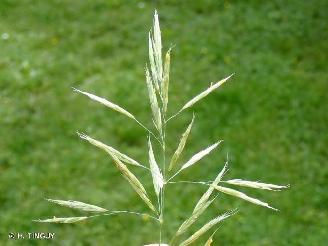 <i>Bromopsis riparia</i> (Rehmann) Holub, 1973 © H. TINGUY