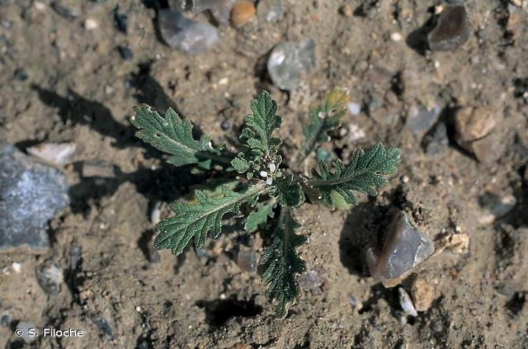 <i>Erucastrum supinum</i> (L.) Al-Shehbaz & Warwick, 2003 © S. Filoche