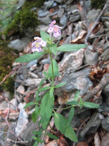 <i>Galeopsis cebennensis</i> (Braun-Blanq.) B.Bock, 2012 © P. Rouveyrol