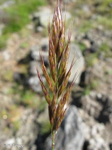 <i>Helictochloa versicolor</i> (Vill.) Romero Zarco, 2011 © H. Tinguy