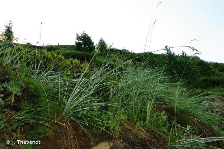 <i>Patzkea paniculata</i> (L.) G.H.Loos, 2010 © J. Thevenot