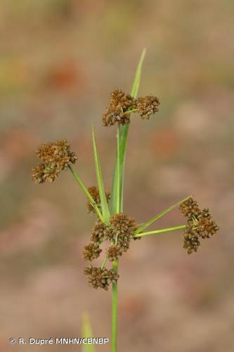 <i>Scirpus hattorianus</i> Makino, 1933 © R. Dupré MNHN/CBNBP