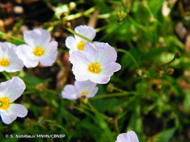 <i>Baldellia repens </i>subsp.<i> cavanillesii</i> (Molina Abril, A.Galán, Pizarro & Sard.Rosc.) Talavera, 2008 © S. Nobilliaux MNHN/CBNBP