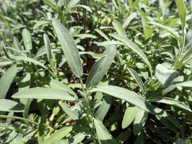 <i>Salvia officinalis </i>subsp.<i> gallica</i> (W.Lippert) Reales, D.Rivera & Obón, 2004 © H. TINGUY