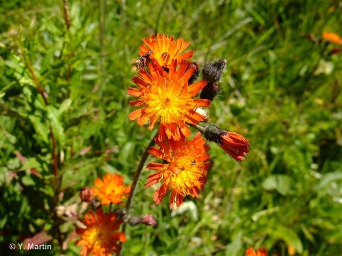 <i>Pilosella aurantiaca </i>(L.) F.W.Schultz & Sch.Bip., 1862 subsp.<i> aurantiaca</i> © 