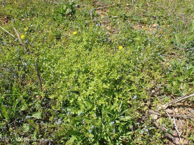 <i>Ranunculus parviflorus </i>L., 1758 subsp.<i> parviflorus</i> © 