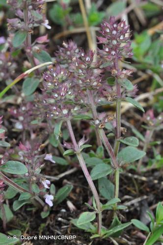 <i>Thymus pulegioides </i>L., 1753 var.<i> pulegioides</i> © R. Dupré MNHN/CBNBP