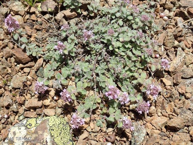 <i>Thymus pulegioides </i>var.<i> vestitus</i> (Lange) Jalas, 1974 © H. TINGUY