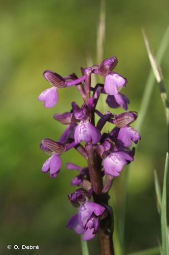 <i>Anacamptis morio </i>(L.) R.M.Bateman, Pridgeon & M.W.Chase, 1997 subsp.<i> morio</i> © O. Debré