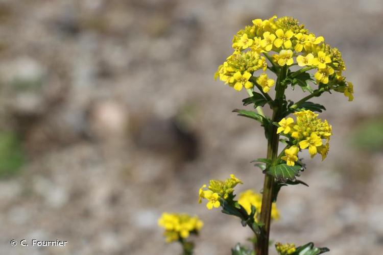 <i>Barbarea vulgaris</i> W.T.Aiton, 1812 © C. Fournier