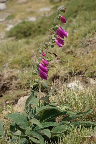 <i>Digitalis purpurea </i>L., 1753 subsp.<i> purpurea</i> © P. Gourdain