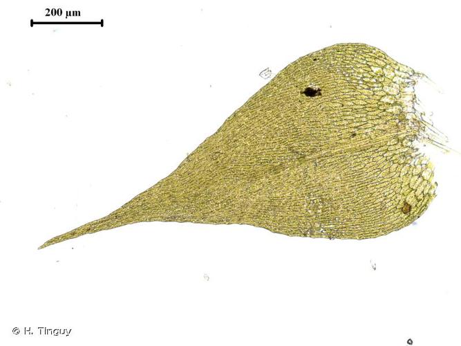 <i>Pseudocampylium radicale</i> (P.Beauv.) Vanderp. & Hedenäs, 2009 © H. Tinguy