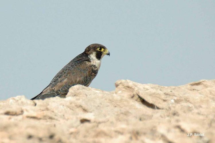<i>Falco peregrinus calidus</i> Latham, 1790 © J.P. Siblet