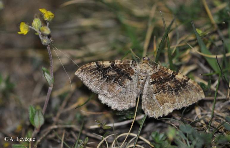 <i>Rheumaptera cervinalis</i> (Scopoli, 1763) © A. Lévêque