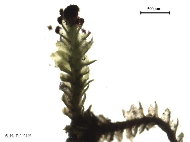 <i>Crossocalyx hellerianus</i> (Nees ex Lindenb.) Meyl., 1939 © H. TINGUY