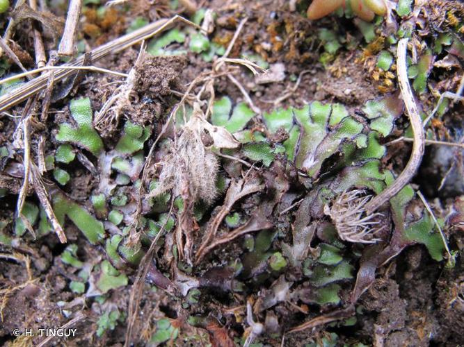 <i>Mannia californica</i> (Gottsche ex Underw.) L.C.Wheeler © H. TINGUY